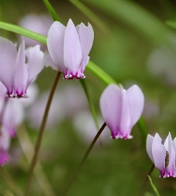 Astuces pour conserver votre cyclamen d&rsquo;une saison à l&rsquo;autre