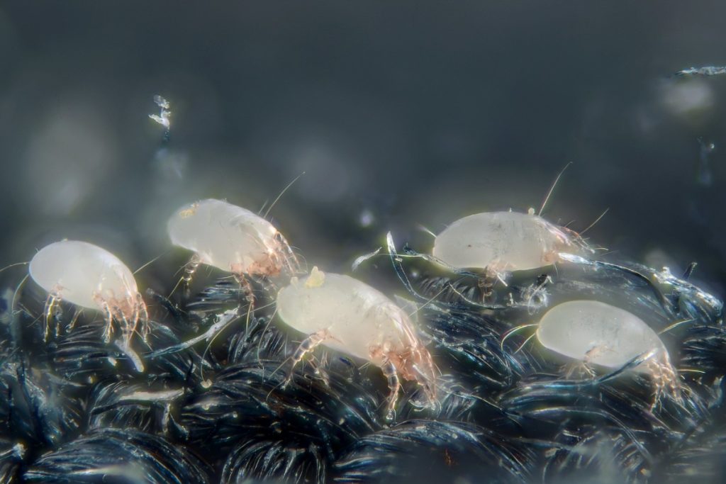 Comment éliminer efficacement les mites de poussière chez soi ?