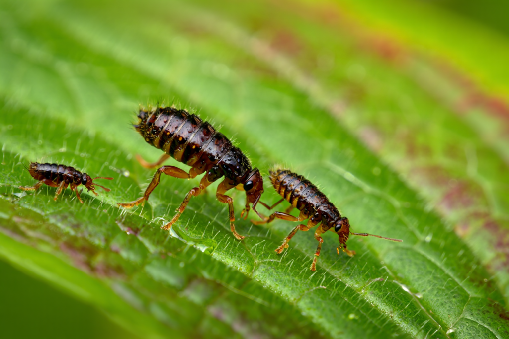 Comment lutter efficacement contre une invasion de puces dans votre jardin ?