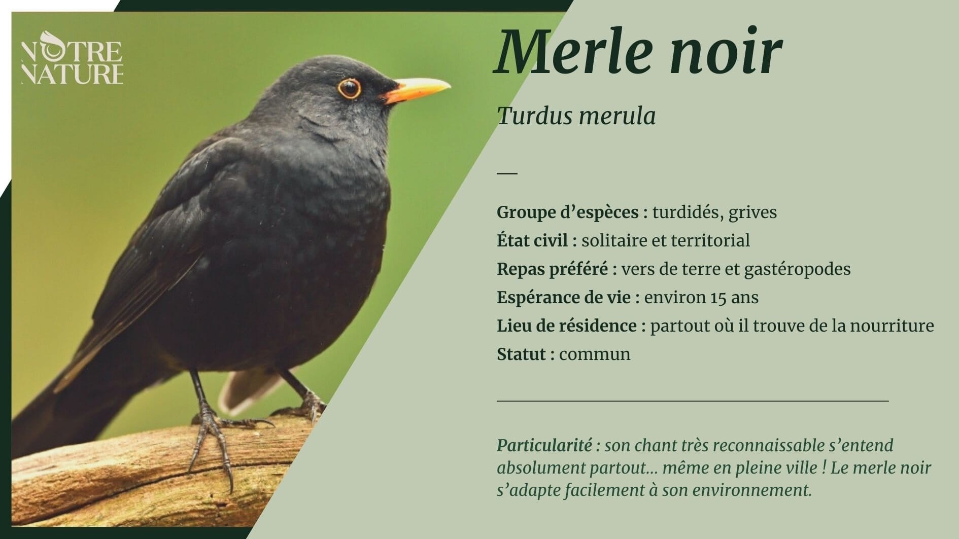 Découvrir le symbolisme du merle dans votre jardin : un invité aux messages cachés
