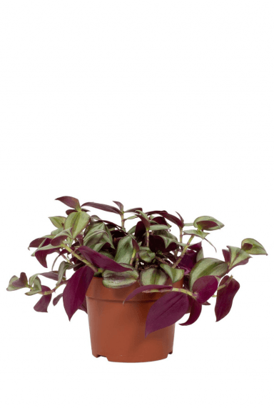 Guide pratique pour prendre soin de votre Tradescantia