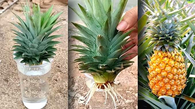 Le fascinant processus de croissance des ananas
